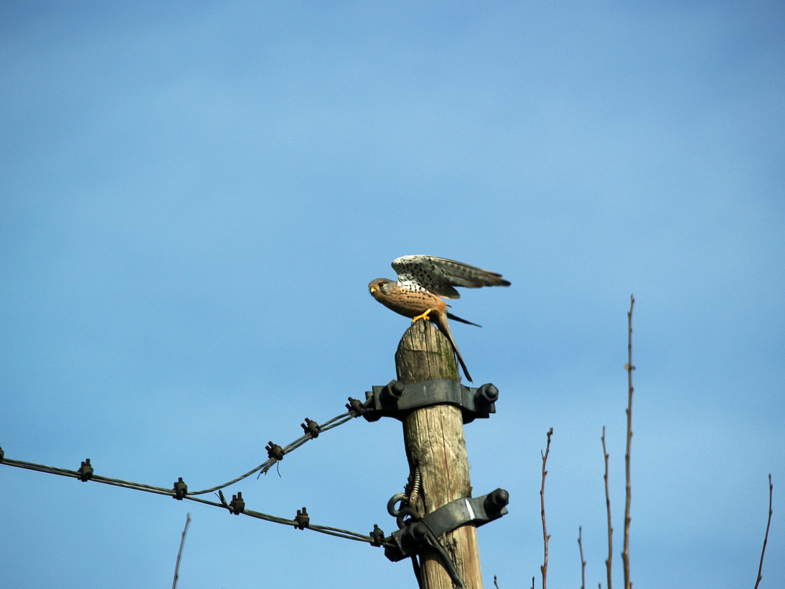 Avifauna humor